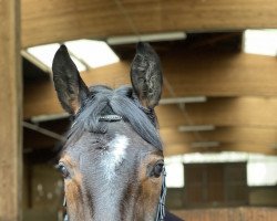 horse Forever 175 (German Sport Horse, 2015, from Fürstenstern 3)