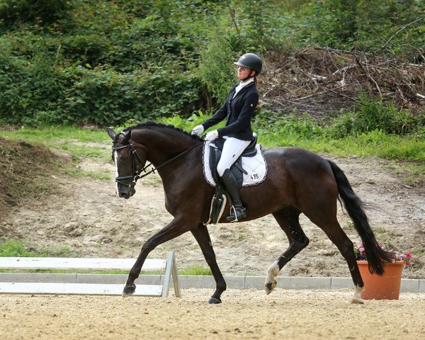 dressage horse Dance Magic 3 (Hanoverian, 2014, from Dancier)
