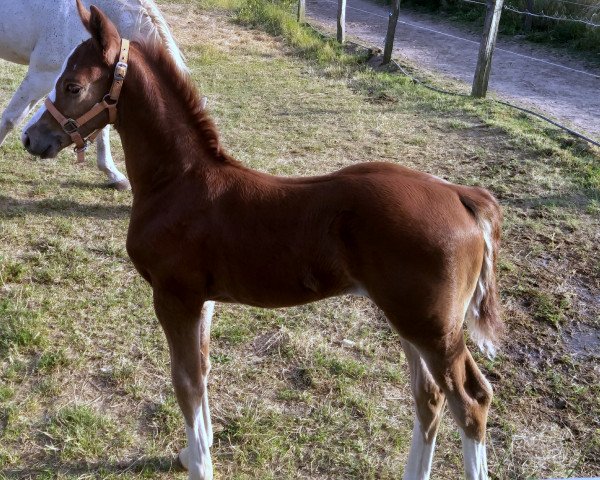 horse Hope ter Meer (Hanoverian, 2021, from High Level 7)