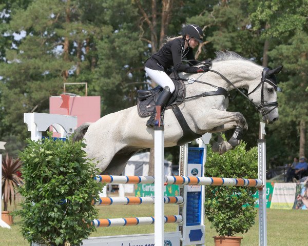 jumper Quality Sunday (German Sport Horse, 2010, from Quick Amour GE)