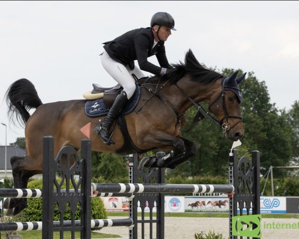 Springpferd Lireu (Holsteiner, 2011, von Legolas)