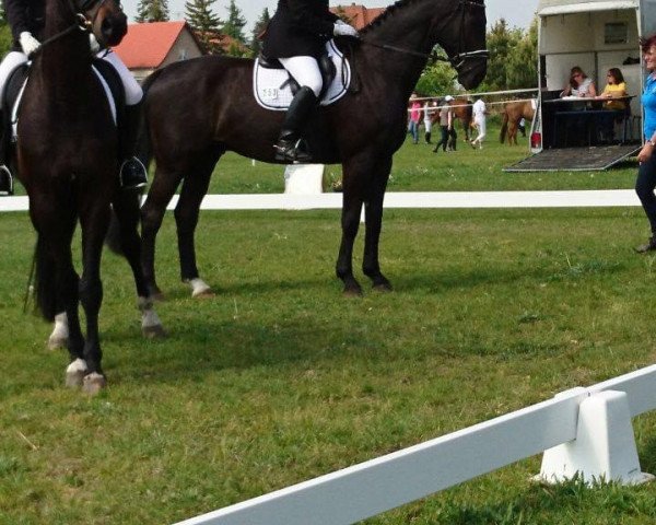 dressage horse Remus 255 (Hanoverian, 2002, from Rosentau)