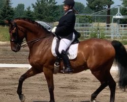 dressage horse Bon Gregorius (Oldenburg, 2010, from Bordeaux 28)