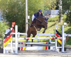 jumper Quality's Lou (Oldenburg show jumper, 2014, from Quality 9)