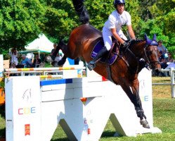 jumper Aukes D (KWPN (Royal Dutch Sporthorse), 2005, from Sijbrand)