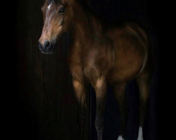 horse Velvet 86 (German Riding Pony, 1999, from Valido's Boy)