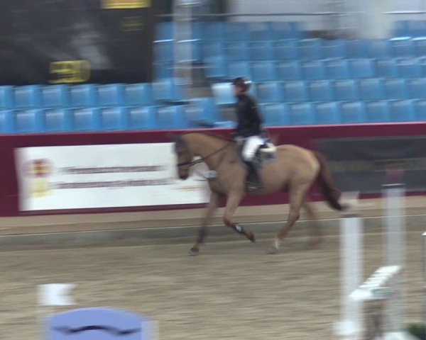 Reitturnier Neustadt/Dosse - Graf von Lindenau-Halle 2024