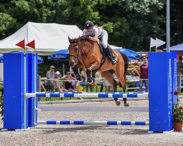 jumper Chanel Royal CH (Swiss Warmblood, 2008, from Royal Z I)