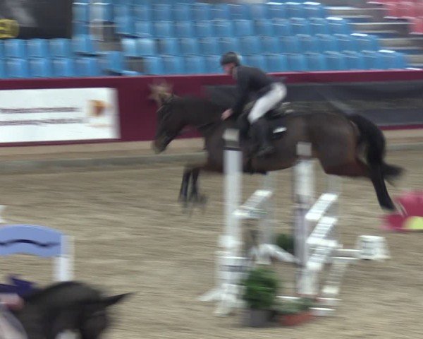 Reitturnier Neustadt/Dosse - Graf von Lindenau-Halle 2024