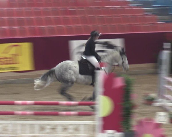 Reitturnier Neustadt/Dosse - Graf von Lindenau-Halle 2024