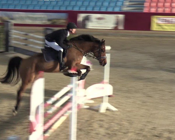 Reitturnier Neustadt/Dosse - Graf von Lindenau-Halle 2024