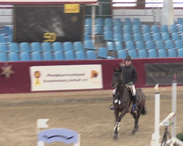 Reitturnier Neustadt/Dosse - Graf von Lindenau-Halle 2024