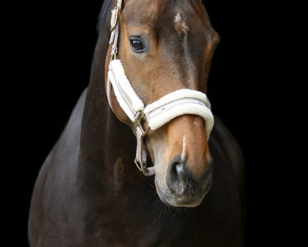 Springpferd Danny Sahne 6 (Hannoveraner, 2016, von Danone 4)