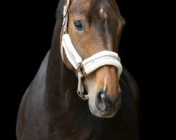 jumper Danny Sahne 6 (Hanoverian, 2016, from Danone 4)