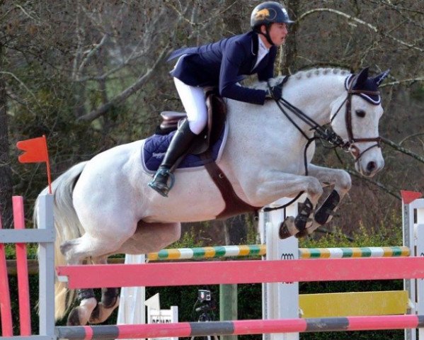Springpferd Reole (Selle Français, 2005, von Coquet AA)