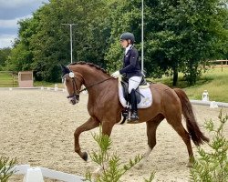 dressage horse Brooklyn V (Oldenburg, 2016, from Belissario)