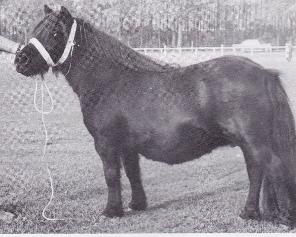 broodmare Musette of Luckdon (Shetland Pony, 1961, from Thunder of Marshwood)