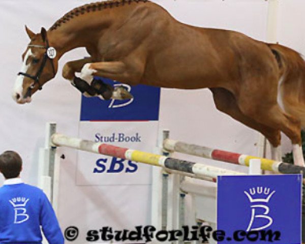 horse Kreator (Belgian Warmblood, 2010, from Echo van het Spieveld)
