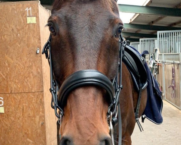 dressage horse Golden Crispy (Hanoverian, 2005, from Carry Gold)