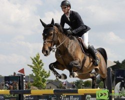 jumper Navajo van de Padenborre (Belgian Warmblood, 2013, from Etoile M)