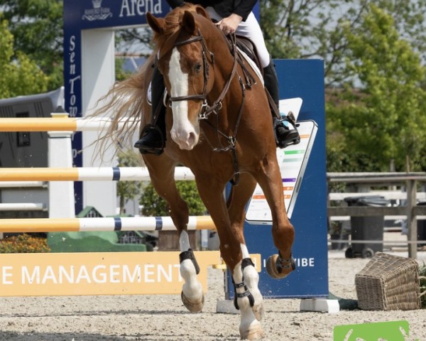 jumper Phenomenon (Belgian Warmblood, 2015, from Quint Vh Maarlo Z)