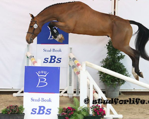 jumper Danny Boy de Flobecq Z (Zangersheide riding horse, 2010, from Diamant de Semilly)