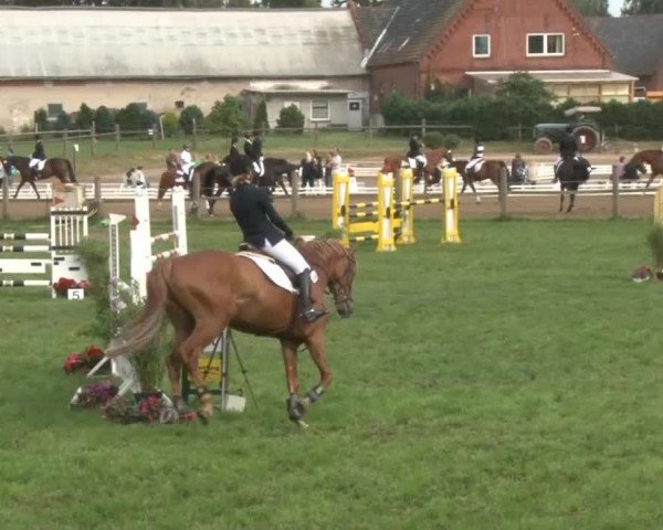 Reitturnier Nienburg 2013