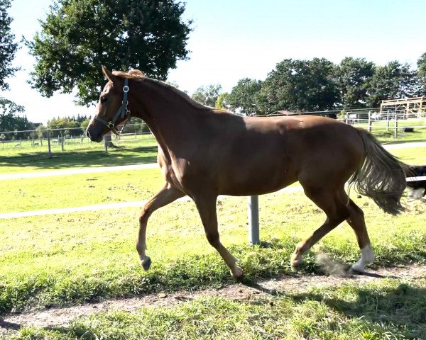 broodmare Heartbeat (Oldenburg show jumper, 2020, from HICKSTEAD WHITE)