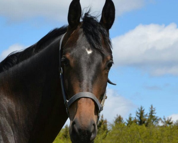 horse Gianna (Trakehner, 2018, from Donauabend)