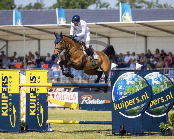 Springpferd Graine de Star Rb (Selle Français, 2016, von President)