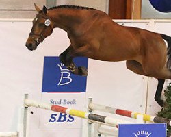 jumper Eclair des Dames (Belgium Sporthorse, 2010, from Calvaro Z)