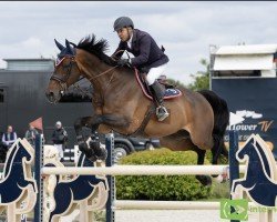 jumper Knoxville (KWPN (Royal Dutch Sporthorse), 2015, from Eldorado van de Zeshoek)