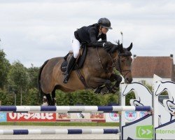jumper Falve (KWPN (Royal Dutch Sporthorse), 2010, from Guccio)