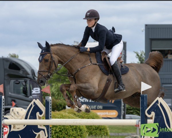 jumper Gaffiot D'Ozee (Selle Français, 2016, from Urano de Cartigny)