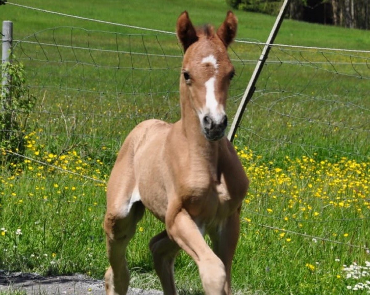 horse Dreamcatcher (German Riding Pony, 2021, from Dimension AT NRW)