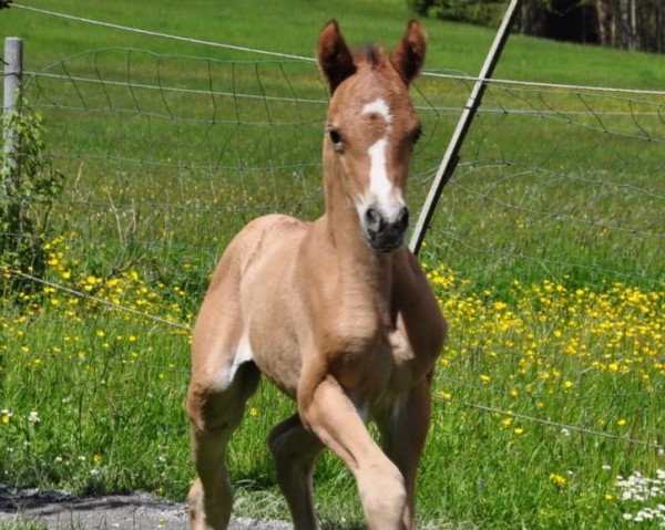 horse Dreamcatcher (German Riding Pony, 2021, from Dimension AT NRW)