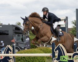stallion Demerald R Z (Zangersheide riding horse, 2015, from Diamant de Semilly)