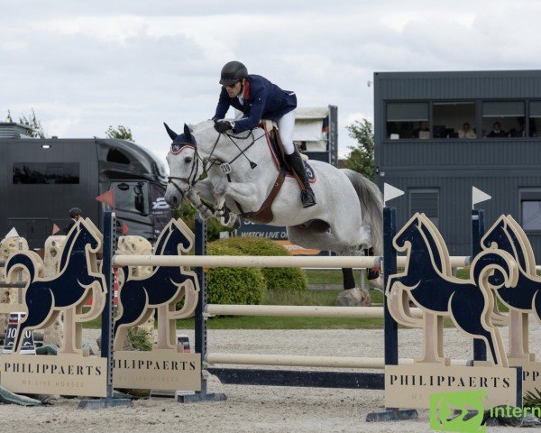 jumper H5 Jemousin van den Dael (Belgian Warmblood, 2009, from Vivaldi du Seigneur)