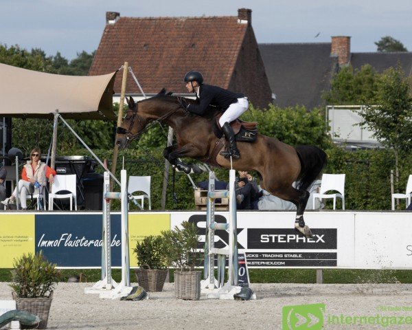 Springpferd Zero K (Dänisches Warmblut, 2014, von Kannan)