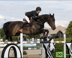 jumper Kayenne Z (Zangersheide riding horse, 2015, from Kannan)
