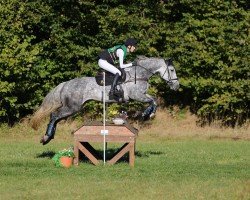jumper Adastra Golden (Irish Sport Horse, 2017, from Hector van d'Abdijhoeve)