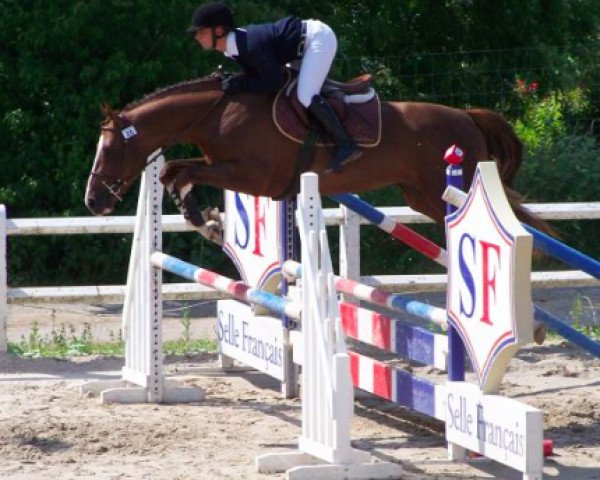 horse Sharky de Saint Aubert (Selle Français, 2006, from Flipper d'Elle)