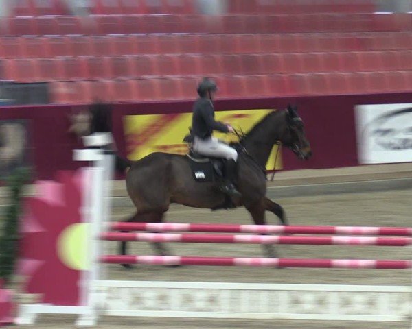 Reitturnier Neustadt/Dosse - Graf von Lindenau-Halle 2024