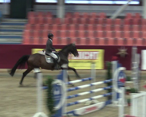 Reitturnier Neustadt/Dosse - Graf von Lindenau-Halle 2024