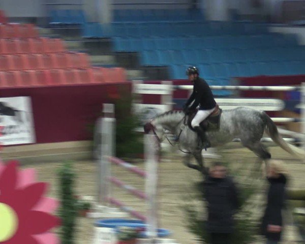 Reitturnier Neustadt/Dosse - Graf von Lindenau-Halle 2024