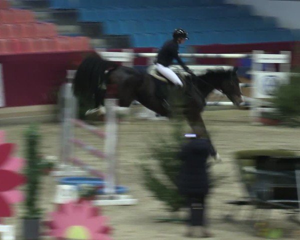 Reitturnier Neustadt/Dosse - Graf von Lindenau-Halle 2024