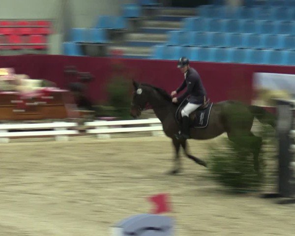 Reitturnier Neustadt/Dosse - Graf von Lindenau-Halle 2024