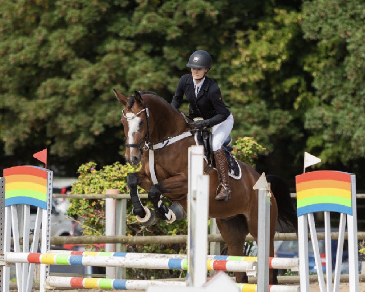 dressage horse Bohemian Rhapsody W 2 (Hanoverian, 2016, from Belissimo NRW)