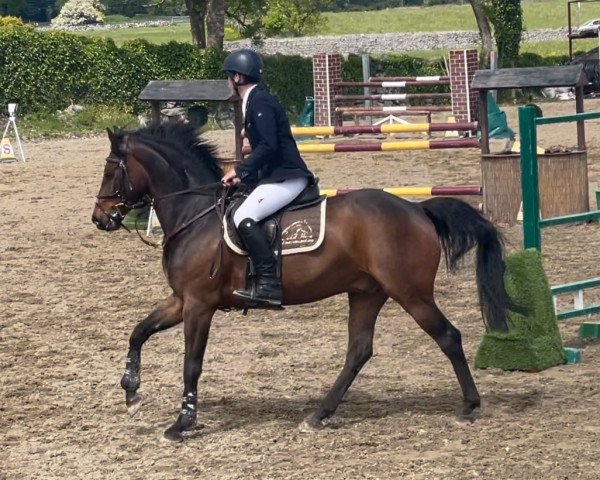 jumper Cor D'Hoetsel Z (Zangersheide riding horse, 2015, from Corydon van T&L)