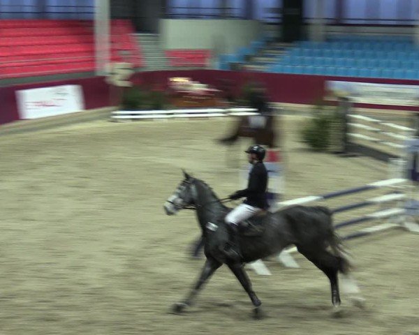 Reitturnier Neustadt/Dosse - Graf von Lindenau-Halle 2024